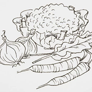 Line drawing of vegetables including, cauliflower, onions and carrots
