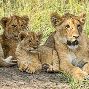 Lion cubs -Panthera leo-, Msai Mara, Kenya