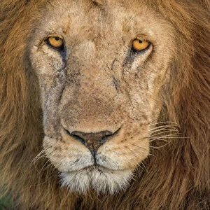 Lion face close up