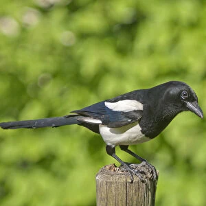Magpie -Pica pica-, keeping lookout on a pole in a meadow, Untergroeningen, Baden-Wuerttemberg, Germany, Europe