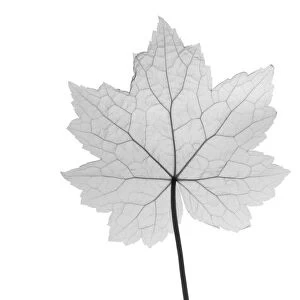 Maple leaf (Acer sp. ), X-ray