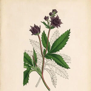 Marsh Cinquefoil, Potentilla Comarum, Victorian Botanical Illustration, 1863