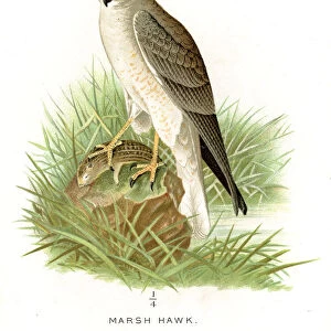 Marsh hawk lithograph 1897