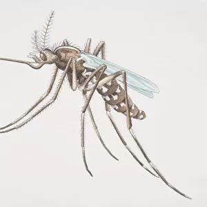 Mosquito (Culicidae), side view