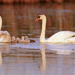 Mute swans (Cygnus olor) with cygnets swimming, New Jersey, USA