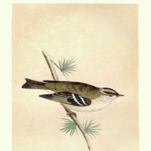 Natural history, Birds, goldcrest (Regulus regulus)