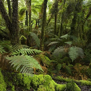 New Zealand, South Island, West Coast, native bush