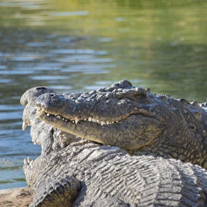 Nile Crocodiles -Crocodylus niloticus-, crocodile farm, Otjiwarongo, Namibia