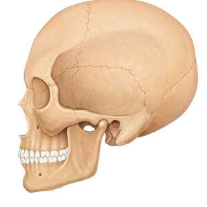 Normal lateral view of an adult skull
