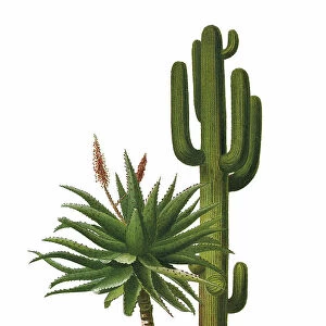Old chromolithograph illustration of cacti - Saguaro (Carnegiea gigantea, Cereus giganteus)