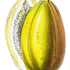 Papaya fruit engraving 1857