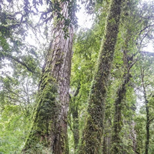 Patagonian Cypress, Chilean False Larch or Alerce -Fitzroya cupressoides-, Pumalin Park, Chaiten, Los Lagos Region, Chile