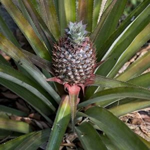 Pineapple -Ananas comosus-, plant, Peermade, Kerala, India