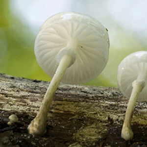 Porcelain Fungus (Oudemansiella mucida in), with backlighting