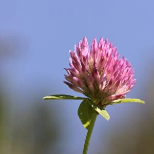 Red clover -Trifolium pratense-