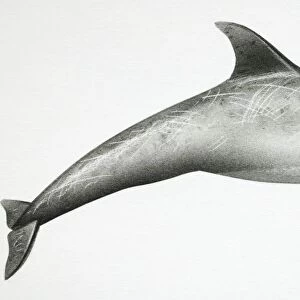 Rissos Dolphin, Grampus griseus, side view