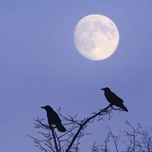 Rooks -Corvus frugilegus- with moon, composing