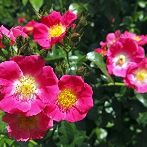 Rose, American Pillar variety (Rosa cultivar American Pillar), rambling rose, climbing rose