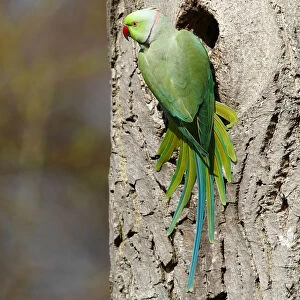 Rose-ringed Parakeet or Ring-necked Parakeet -Psittacula krameri- perched outside its tree hole in the palace park, Schlosspark Biebrich, Wiesbaden, Hesse, Germany, Europe