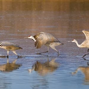 sandhill cranes ready to take off in water
