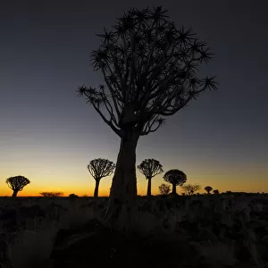 Silhouetted Quiver Tree Forest at Dusk, Keetmanshoop, Namibia