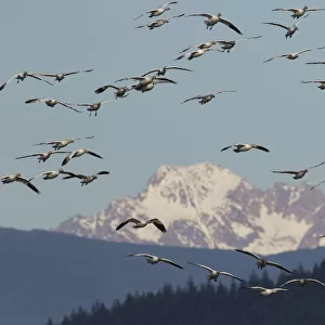 Snow geese (Anser caerulescens) flying over Cascade Mountains, Skagit Valley, Washington State, USA