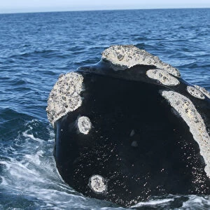 Southern Right Whale (Eubaleana Australis) Spy Hopping in the Ocean