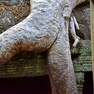 Suggestive tree roots at Ta Prohm temple in Cambodia
