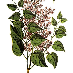 Syringa vulgaris (lilac or common lilac)
