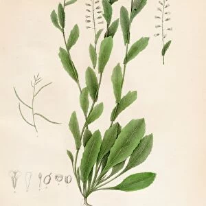 Toothed Wall Cress botanical engraving 1843