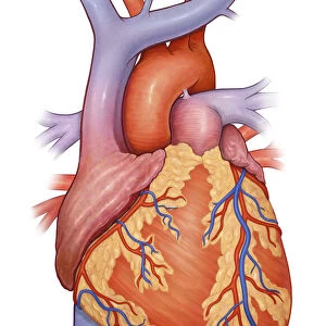 Front view of a normal heart and its cornonary arteries and veins