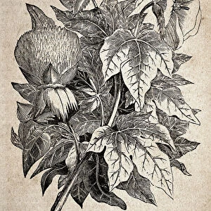 Vintage illustration, Cotton plant, showing a pod bursting, 19th Century