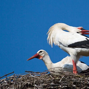Welcoming scene of White Storks -Ciconia ciconia- on a nest, North Hesse, Hesse, Germany