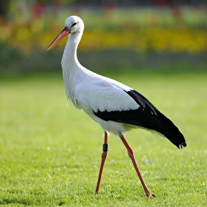 White Stork -Ciconia ciconia- in a meadow, Stuttgart, Baden-Wuerttemberg, Germany, Europe