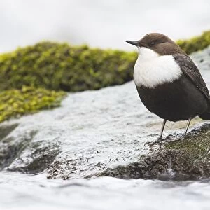 White-throated Dipper (Cinclus cinclus) sits on stone in a stream, Emsland, Lower Saxony, Germany