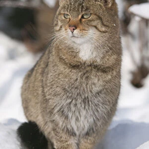 Wildcat -Felis silvestris- sitting in the snow, captive, Thuringia, Germany