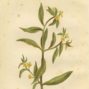 Yellow wild flower common gromwell Victorian botanical print by Anne Pratt