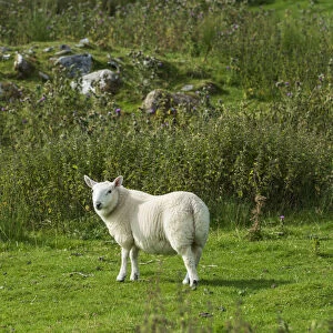 Young sheep in the Scottish Highlands, Scotland, United Kingdom, Europe