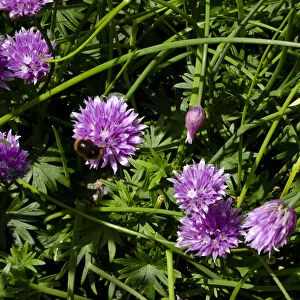 Chive flowers growing in garden with bees. credit: Marie-Louise Avery / thePictureKitchen