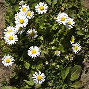Common daisy on old brick path, Kent UK credit: Marie-Louise Avery / thePictureKitchen