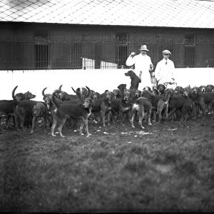 Hounds, Scorrier House, Gwennap, Cornwall. Early 1900s