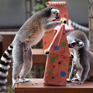 Australia-Animal-Lemur