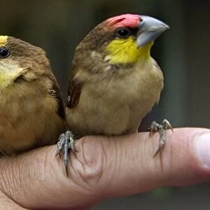 Colombia-Animals-Birds