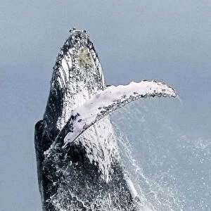 Files-Brazil-Whaling-Meeting-Iwc