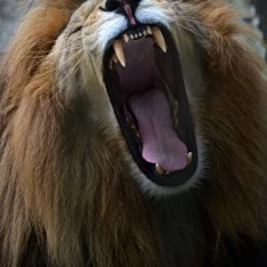 Honduras-Animals-Lion