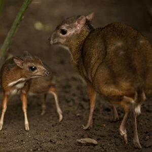 A picture taken on April 25, 2014 shows a Java mouse-deer cub, one of the world s
