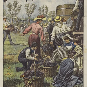 Agrarian strikes in Reggio Emilia, owners and young ladies replace farmers in the harvest (colour litho)