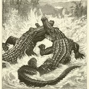 Alligator Fight in Sumatra (engraving)