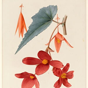 Analytical Drawing of a Flower, Leaves and a Section of Branch (w / c & bodycolour on card)