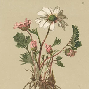 Anemone-like Crowfoot (Ranunculus anemonoides, Callianthemum anemonoides) (colour litho)